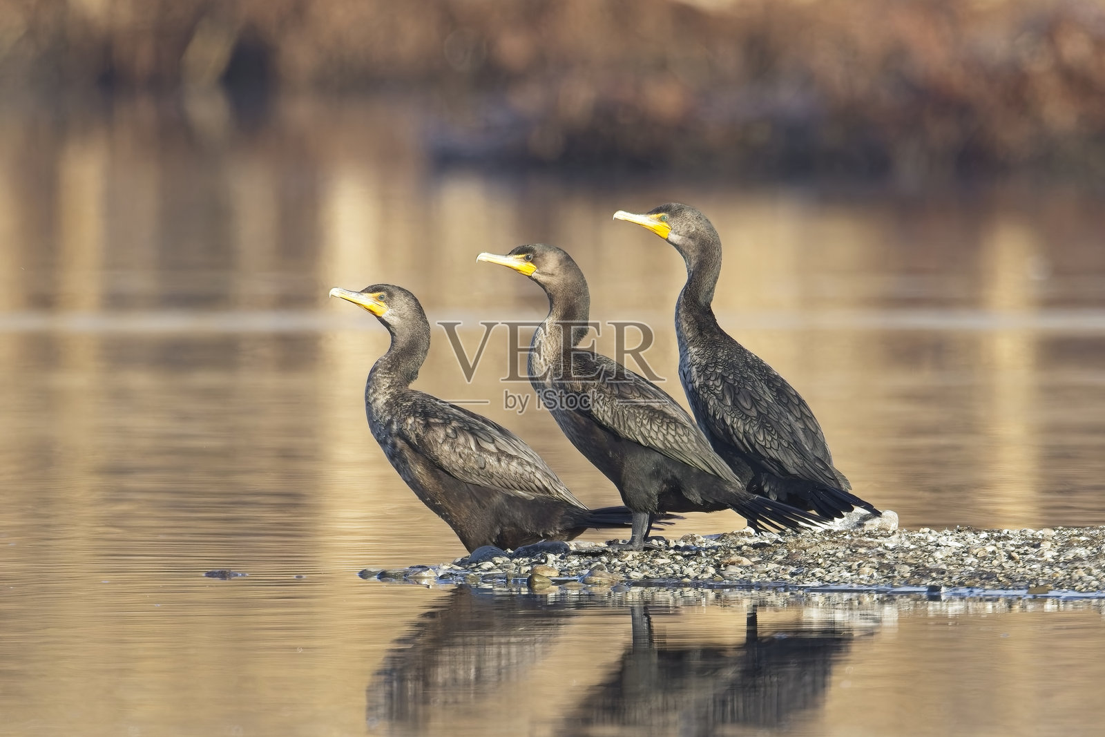 三只鸬鹚站在一起。照片摄影图片