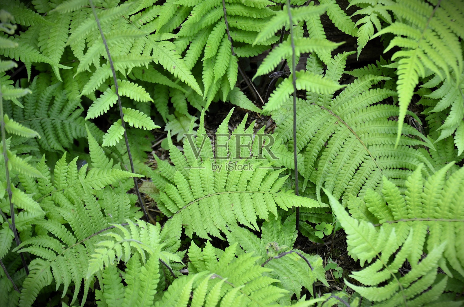 光绿色的蕨类植物Ctenitis submarginalis的叶子照片摄影图片