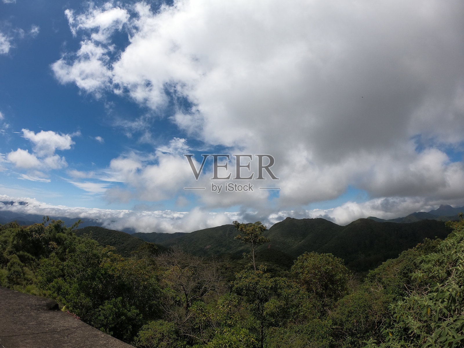 森林与云海照片摄影图片