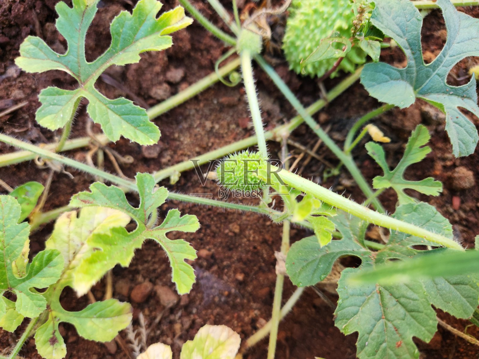 马西克斯果(Cucumis anguria)的详细信息:一种营养丰富且美味的水果,从绿色到成熟照片摄影图片