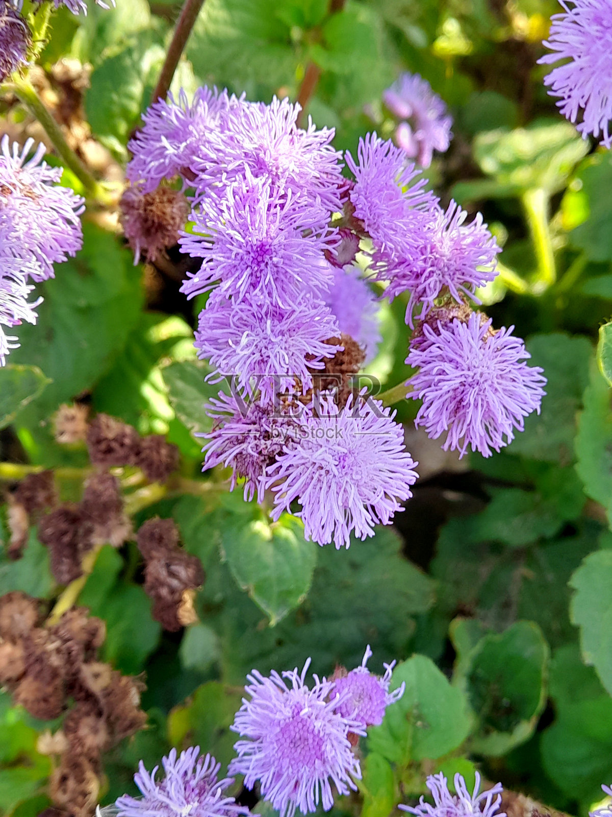 紫色千日红花盛开照片摄影图片