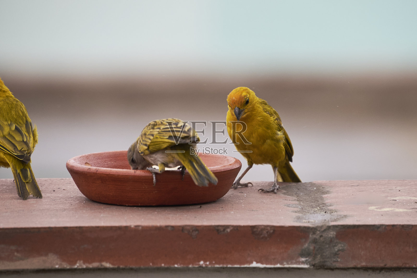 春天早晨,野鸟在觅食照片摄影图片