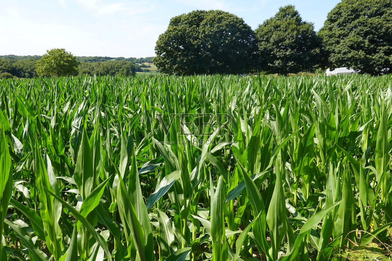 阳光明媚的乡村郁郁葱葱的玉米田照片摄影图片