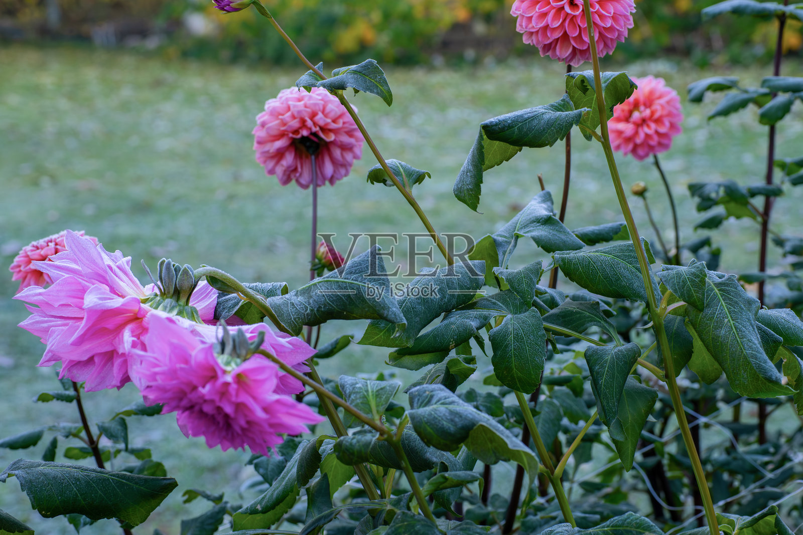 花园里的第一次秋霜。大丽花花坛在本季第一次霜冻后受损。冻僵的大丽花植物,生长季节结束。照片摄影图片