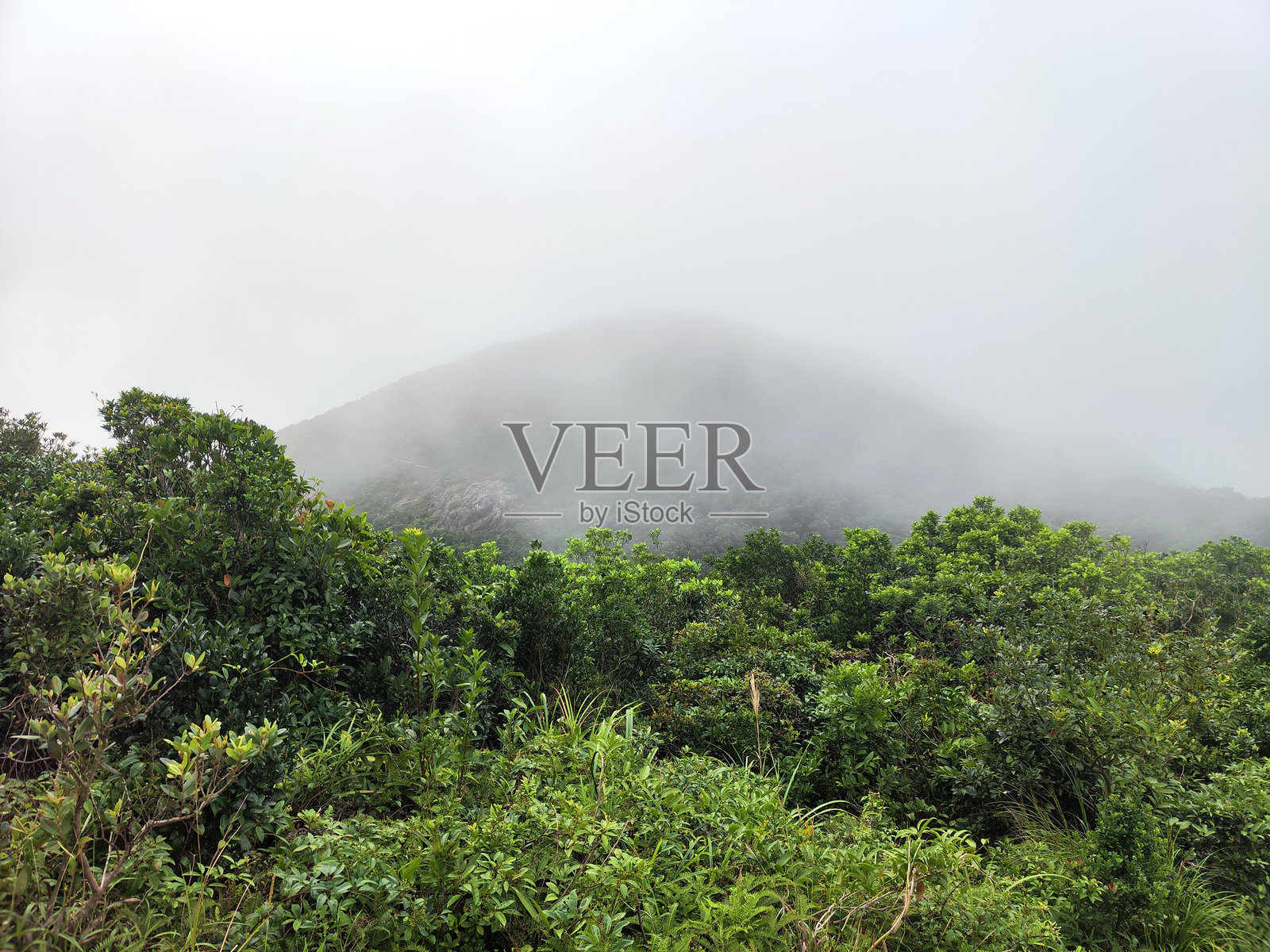 香港岛紫罗兰山的雾气照片摄影图片