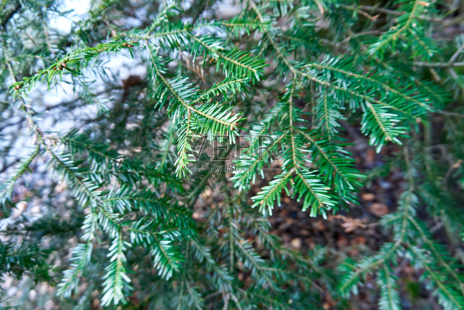 圣诞节背景与树枝照片摄影图片