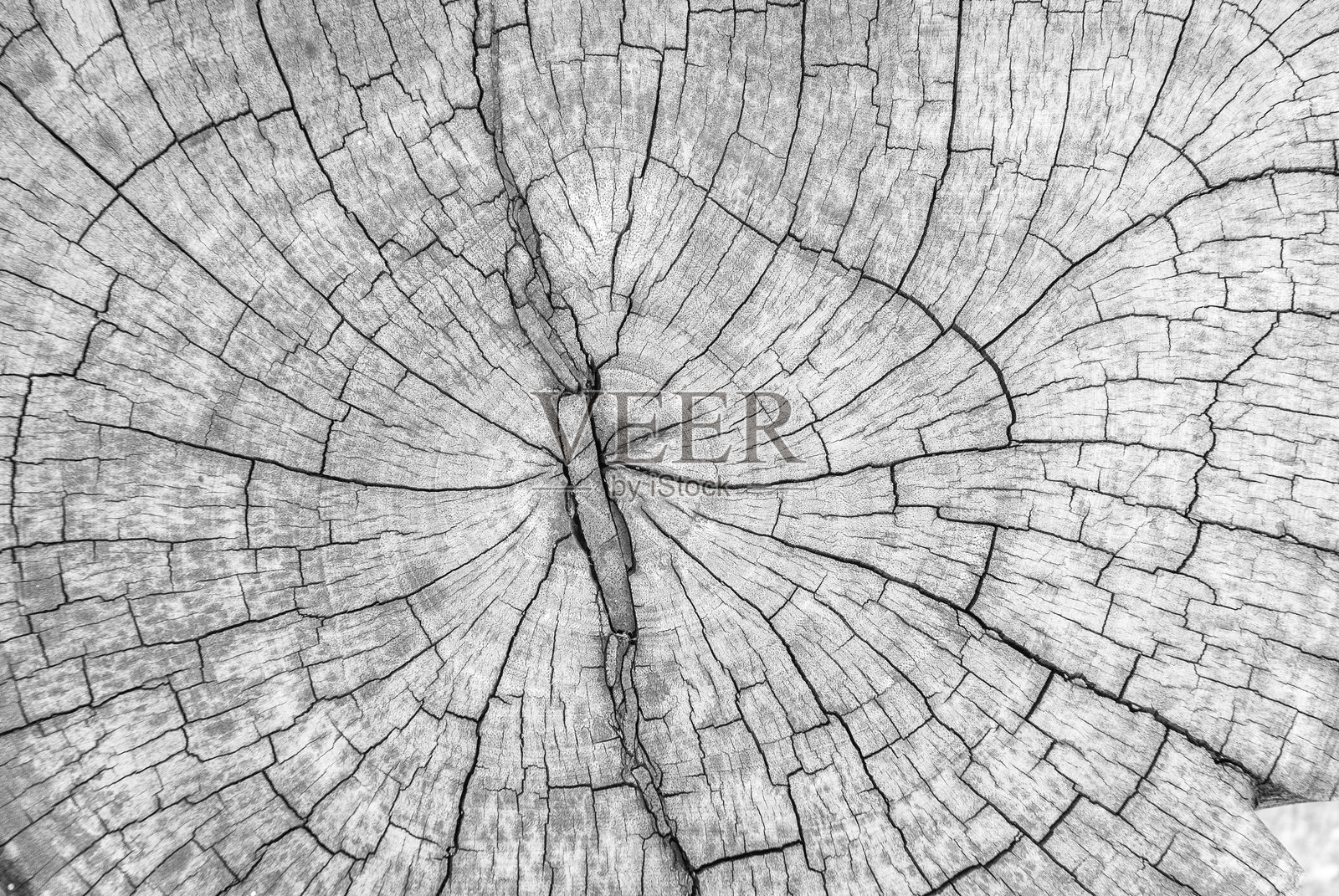 树桩的特写镜头,植物年轮照片摄影图片