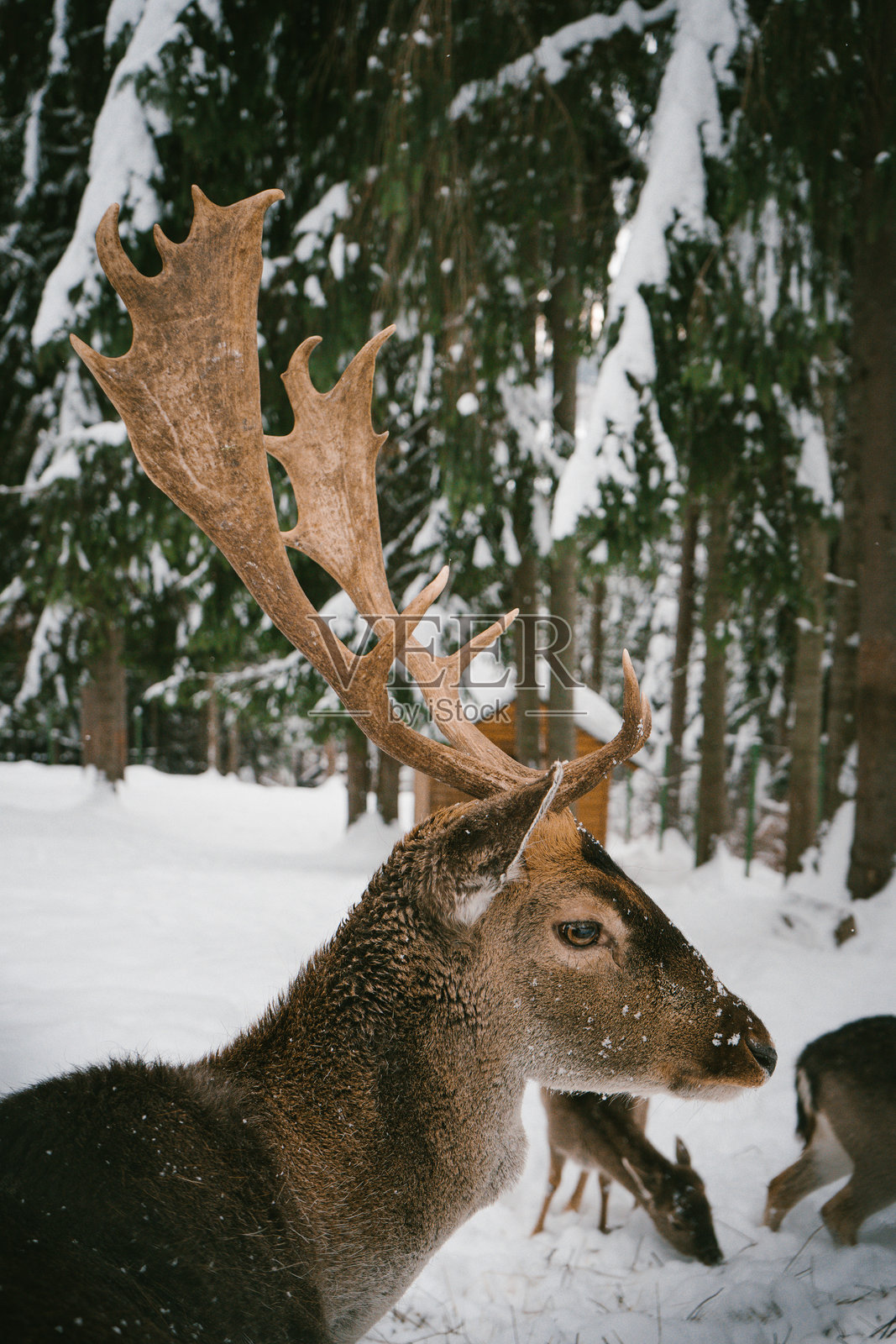 冬季森林场景中,雄伟的鹿特写,雪覆盖的鹿角照片摄影图片