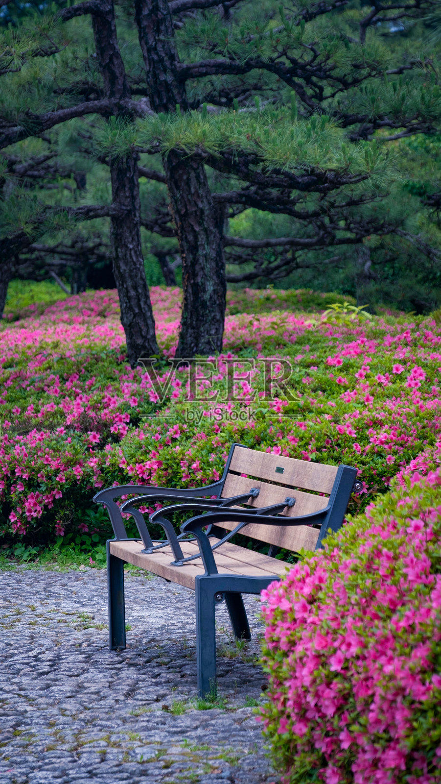 公园长椅被盛开的鲜艳粉色杜鹃花环绕,展示了花园的美丽和春天的色彩。非常适合自然、花卉和户外主题,捕捉生动的风景。照片摄影图片
