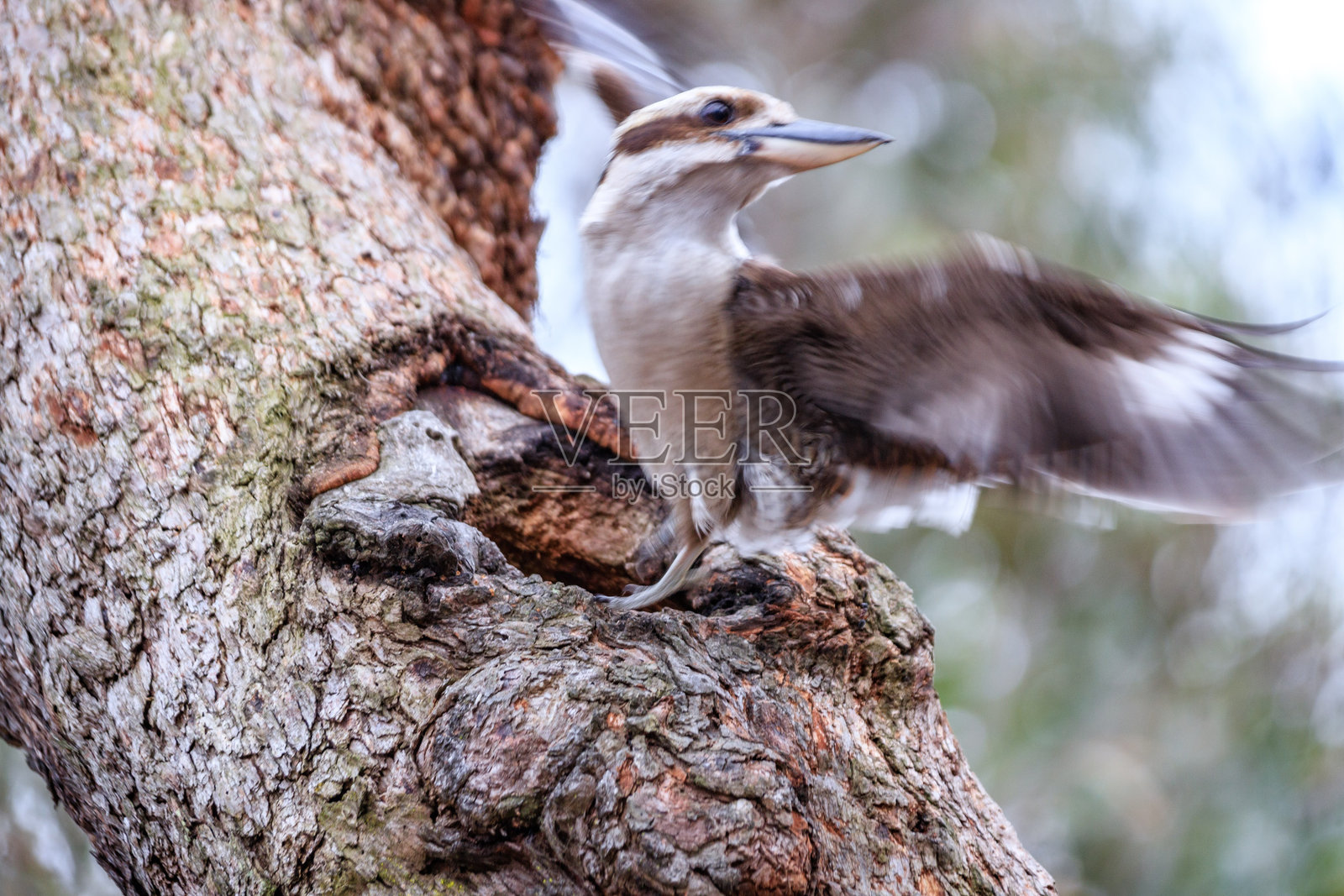 笑翠鸟从树枝起飞的瞬间照片摄影图片