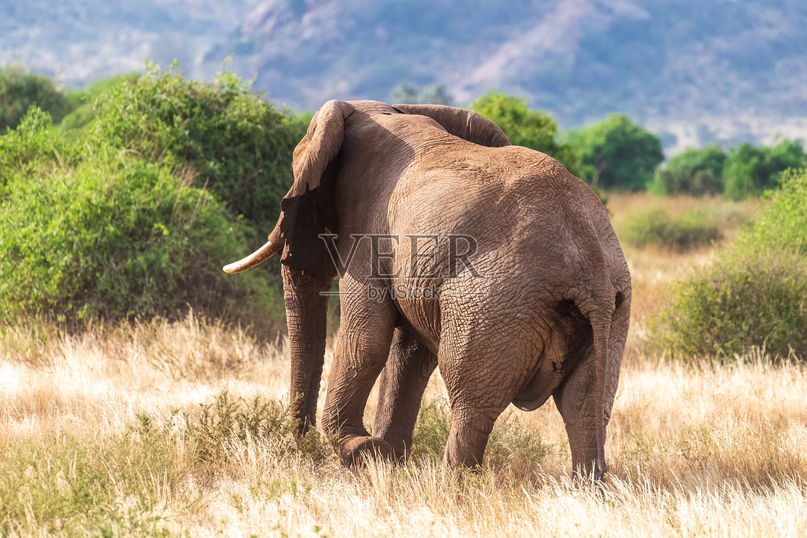 桑布鲁国家保护区的非洲象照片摄影图片