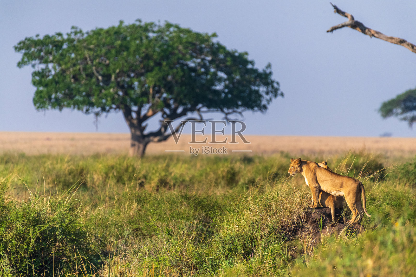 塞伦盖蒂的两只雌狮照片摄影图片