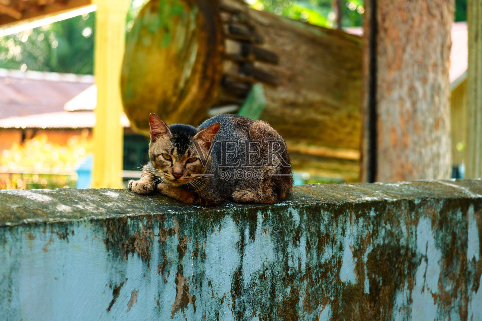 一只家猫坐在墙上,背景模糊。照片摄影图片