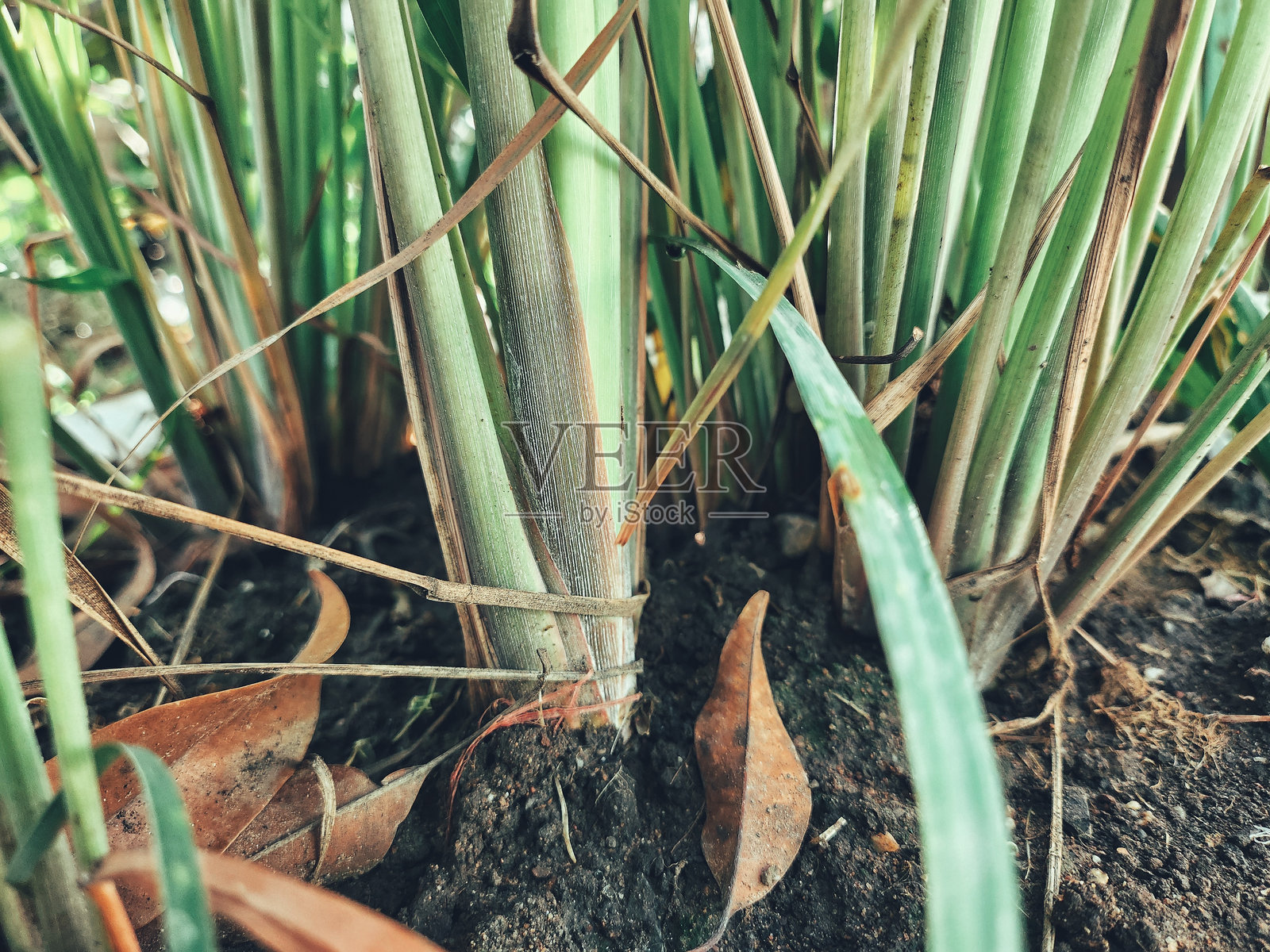 柠檬草植物的特写镜头照片摄影图片