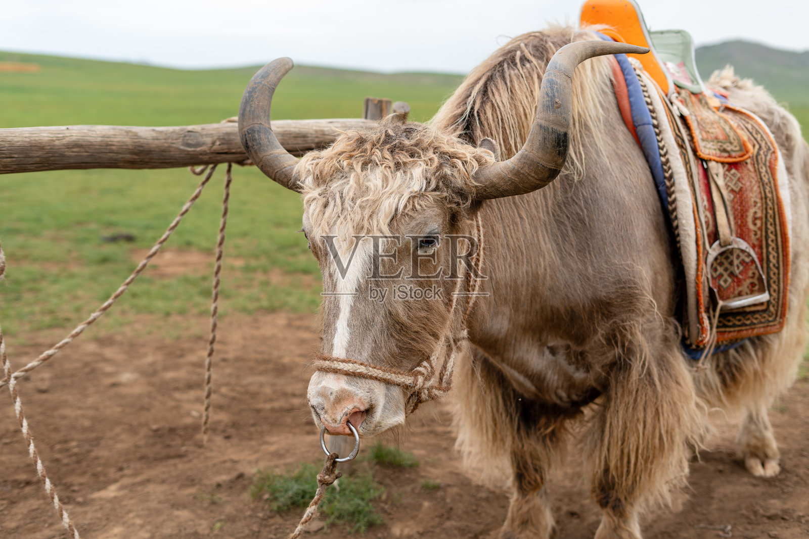 蒙古草原的蒙古包照片摄影图片