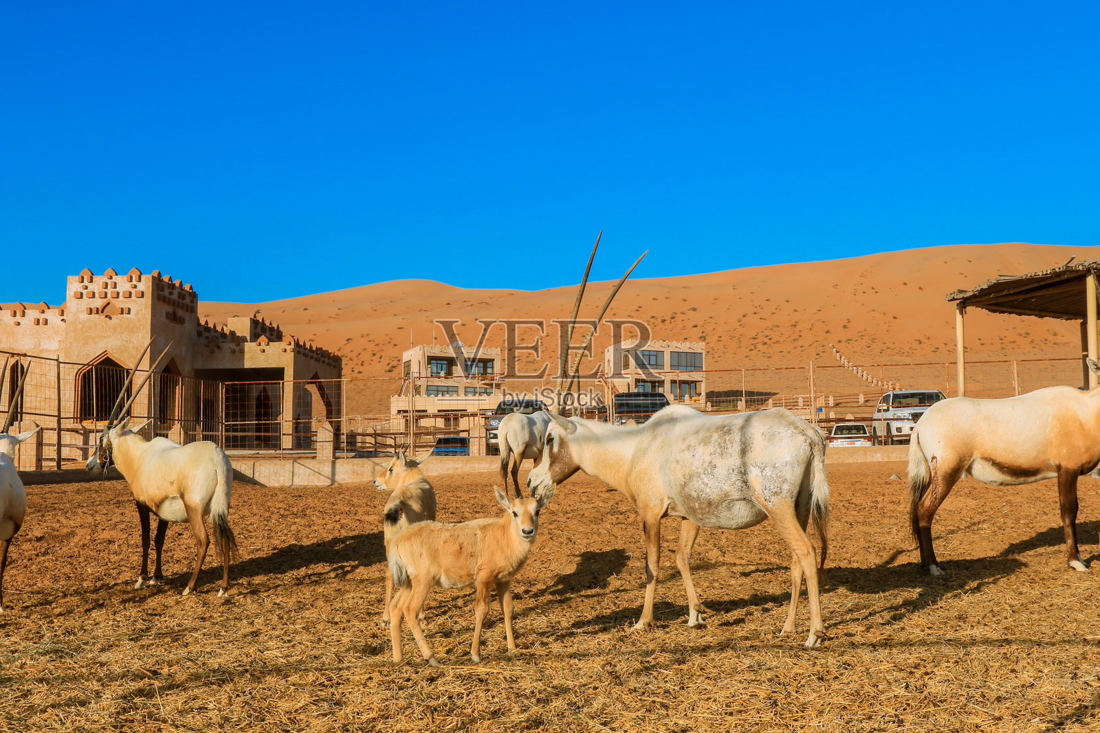 在晴朗的蓝天下,探索阿曼多样的野生动物,阿拉伯羚羊在沙漠环境中漫游。照片摄影图片