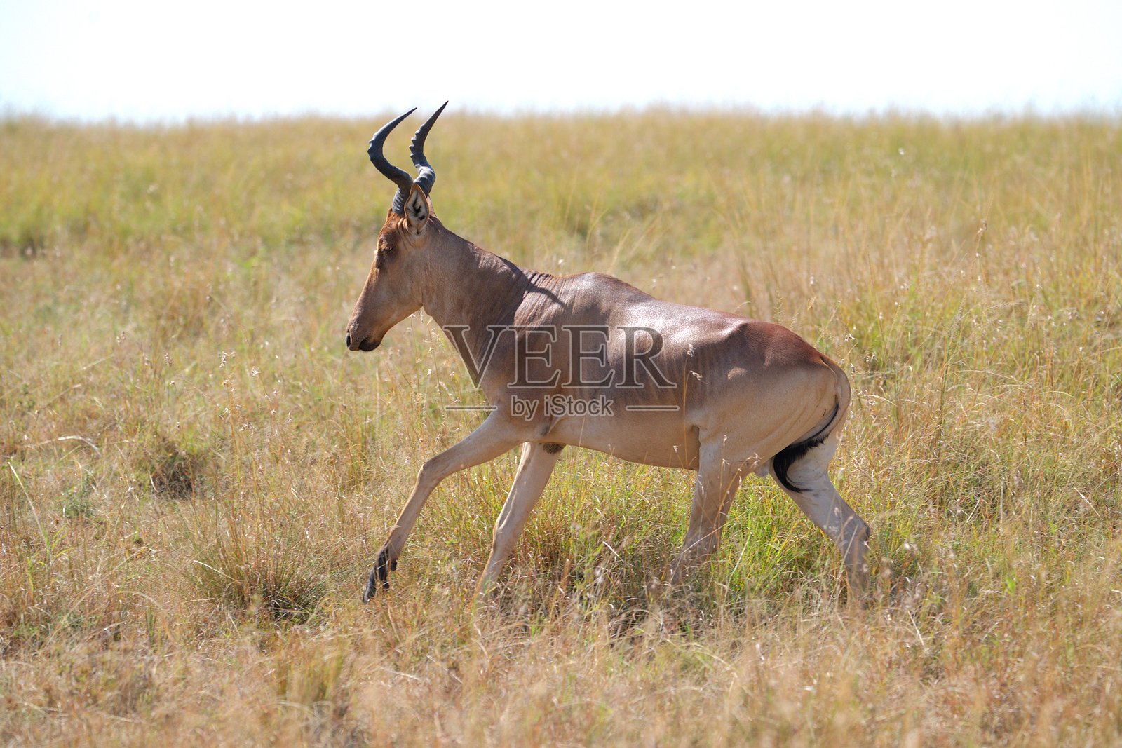 哈特比斯特奔跑照片摄影图片