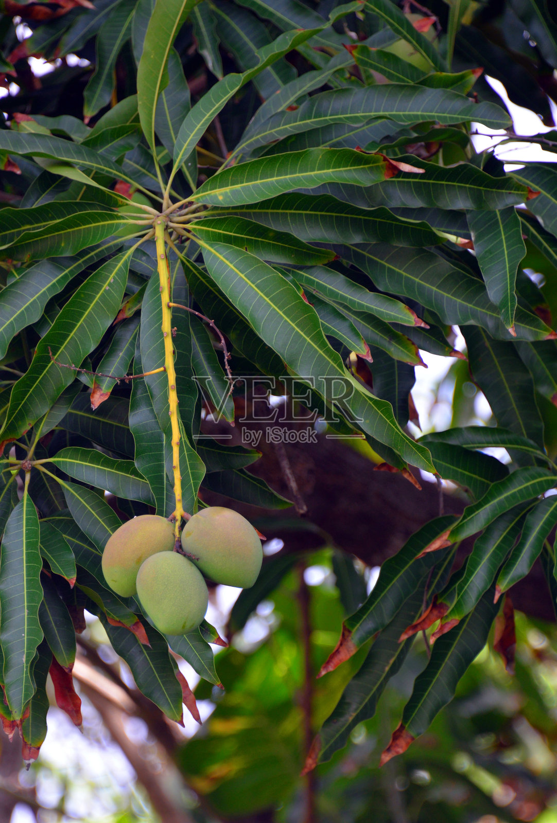街道上的芒果树,果实悬挂,位于贝基亚,圣文森特和格林纳丁斯照片摄影图片