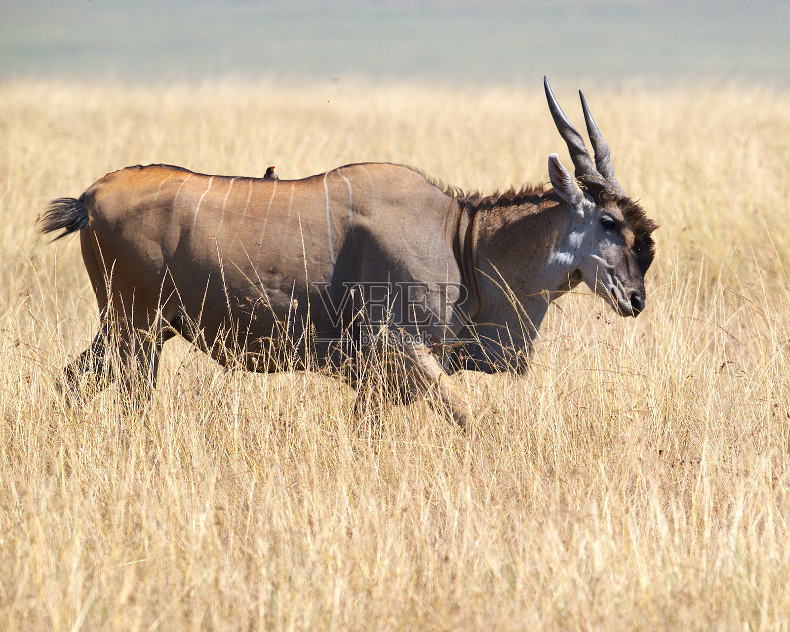 大羚羊与红嘴牛啄鸟特写照片摄影图片