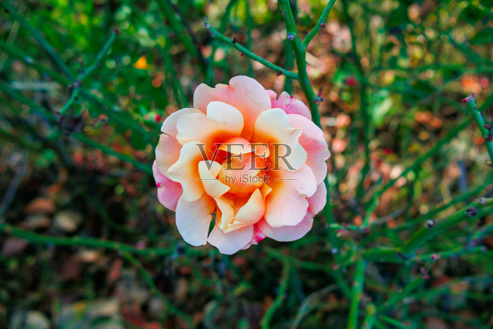 特写玫瑰照片照片摄影图片