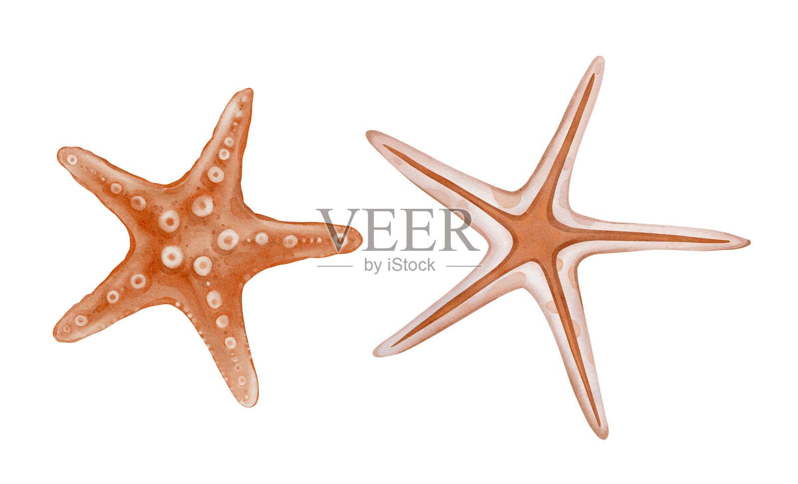 复古珊瑚海星的水彩插图集,背景为单色。手绘的海星呈柔和的米色和橙色。用于海洋风格水下世界设计的星星图案。插画图片素材