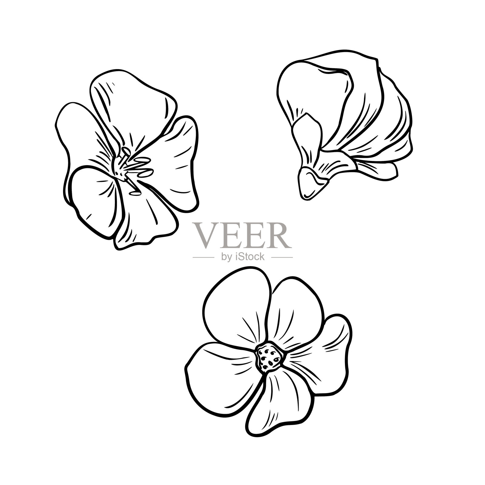 亚麻花黑白矢量插图集,独立展示。手绘图形草图的Linum usitatissimum草本植物。线条艺术中的花头,适用于油品、有机产品和杂货的设计包装。插画图片素材
