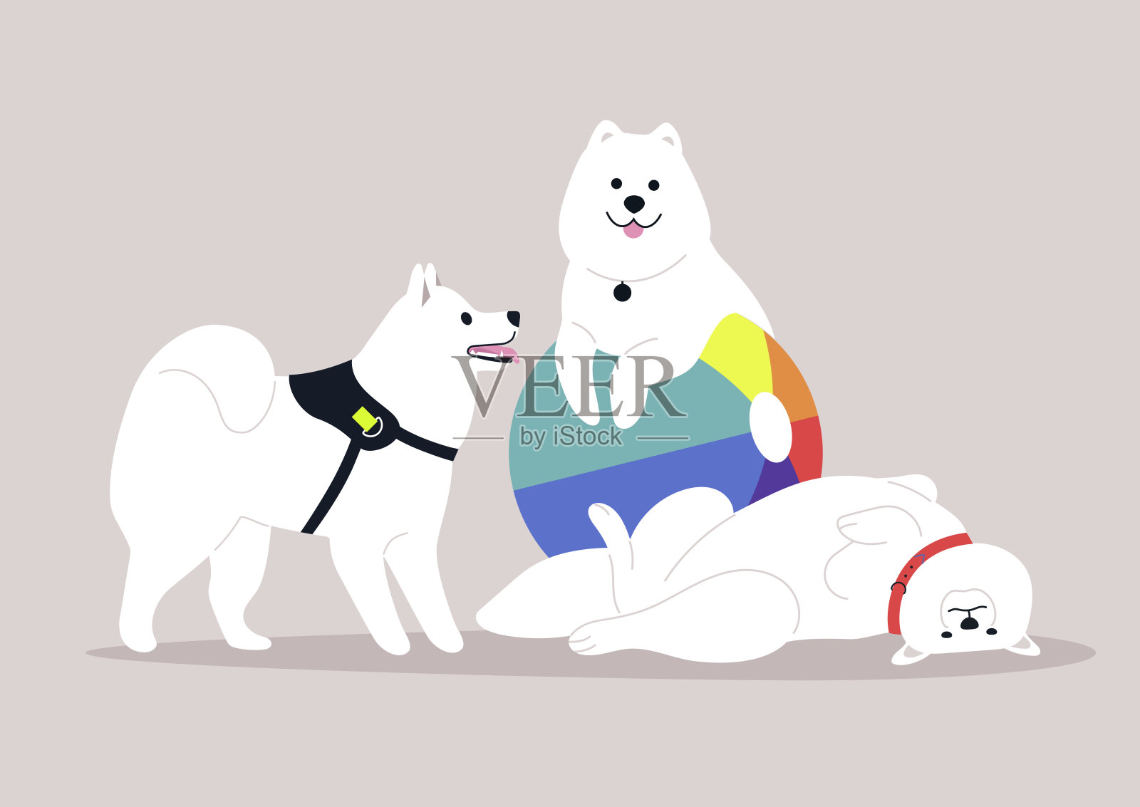 三只萨摩耶快乐地互动,其中一只在五彩斑斓的沙滩球上保持平衡,其他两只则在附近顽皮地玩耍,展现出它们无尽的活力和友好的性格。插画图片素材