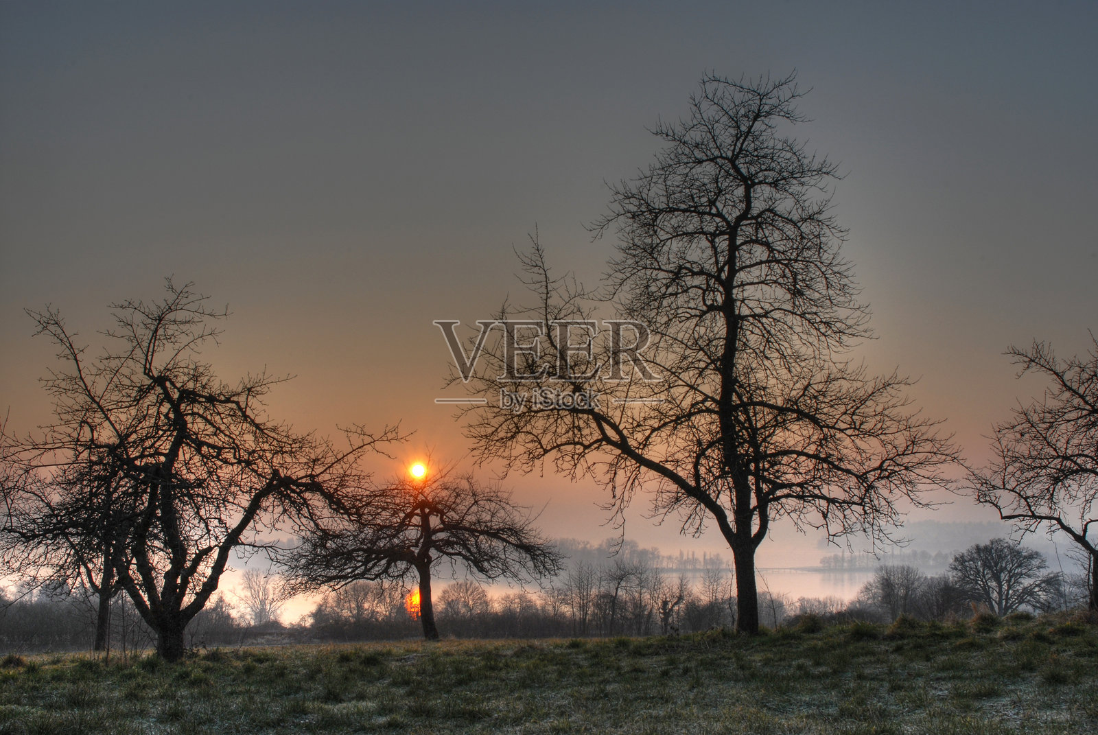 冬季晨光洒在康斯坦茨湖附近的树木上照片摄影图片