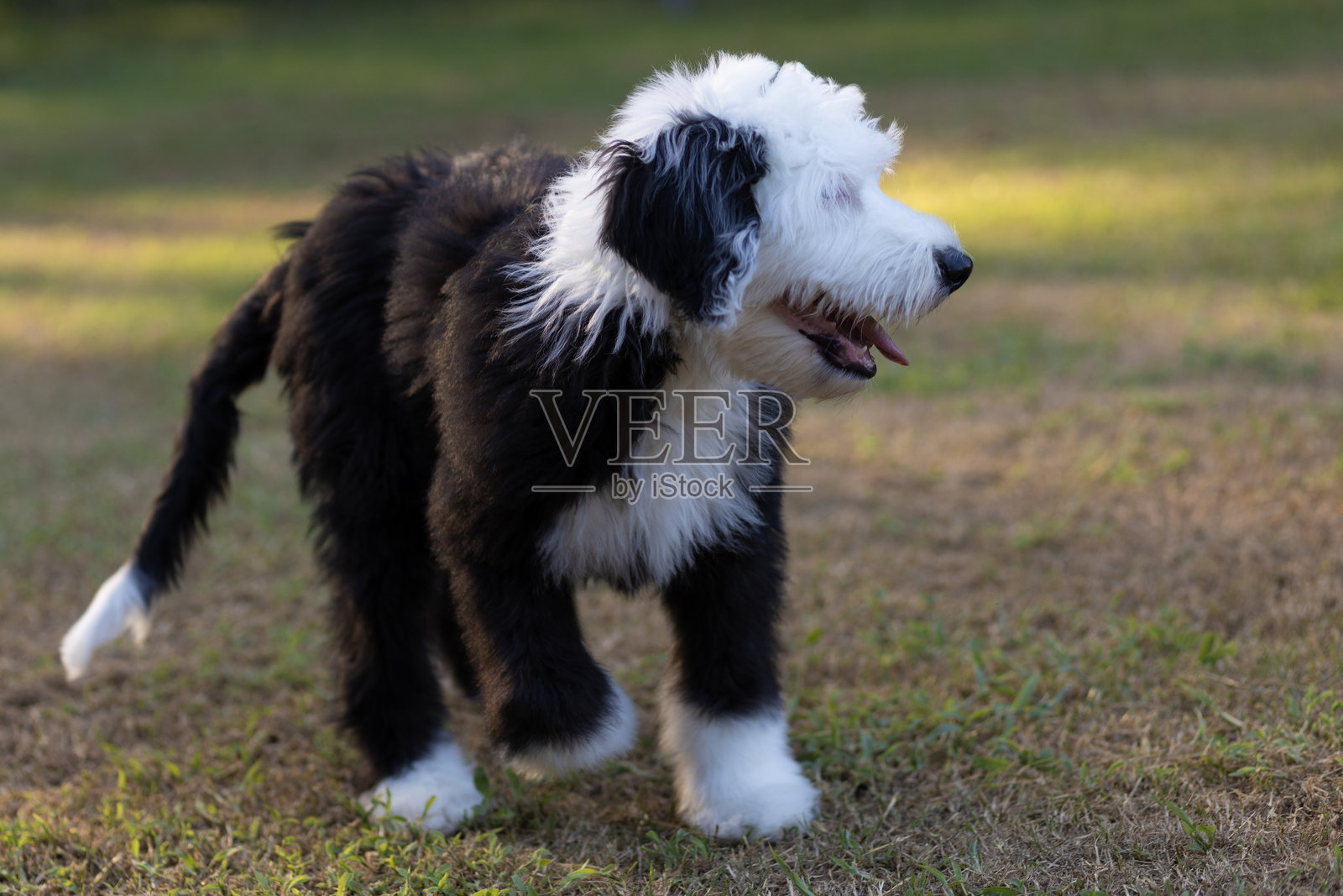 完成一天工作的黑白色希波杜犬照片摄影图片