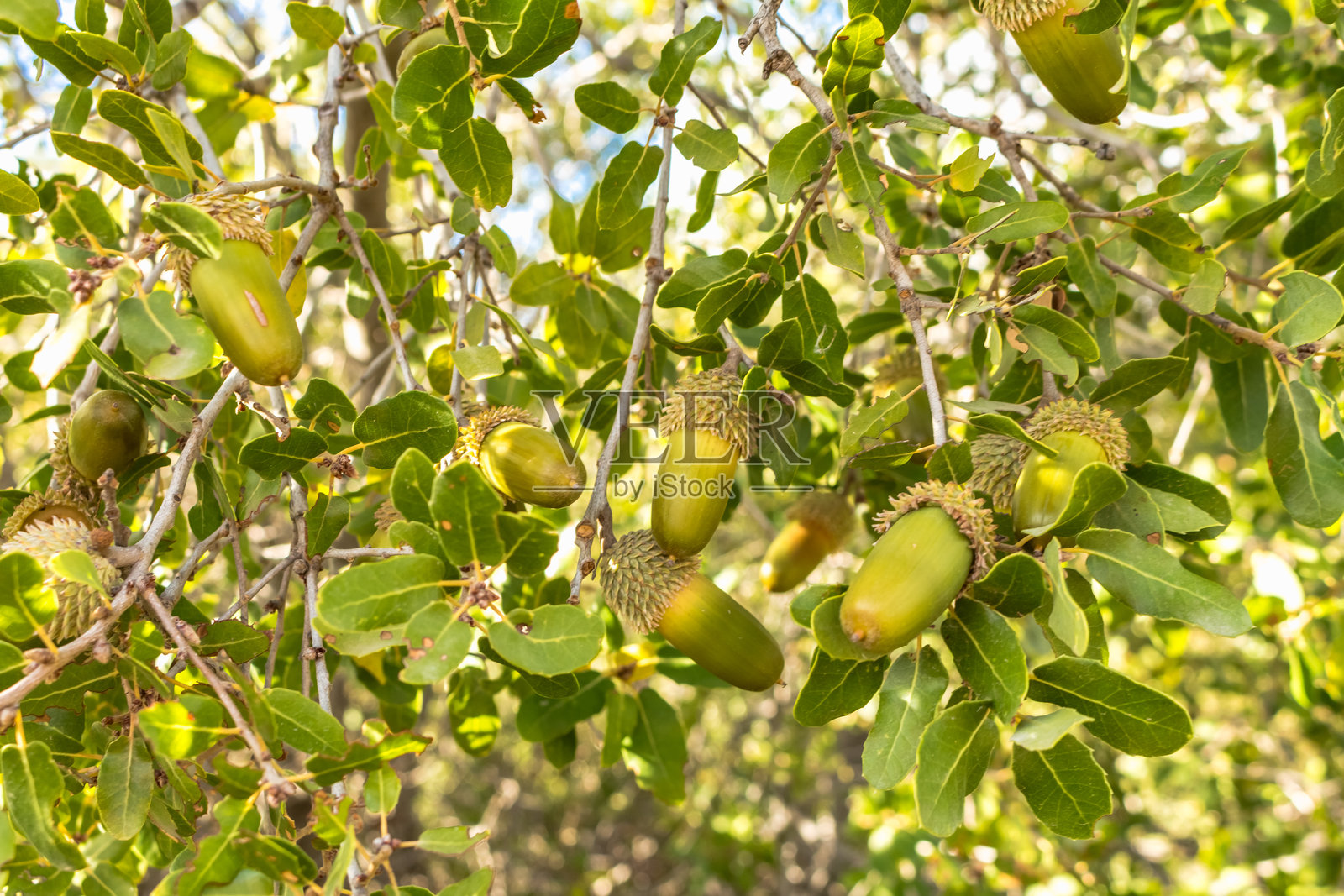橡树照片摄影图片