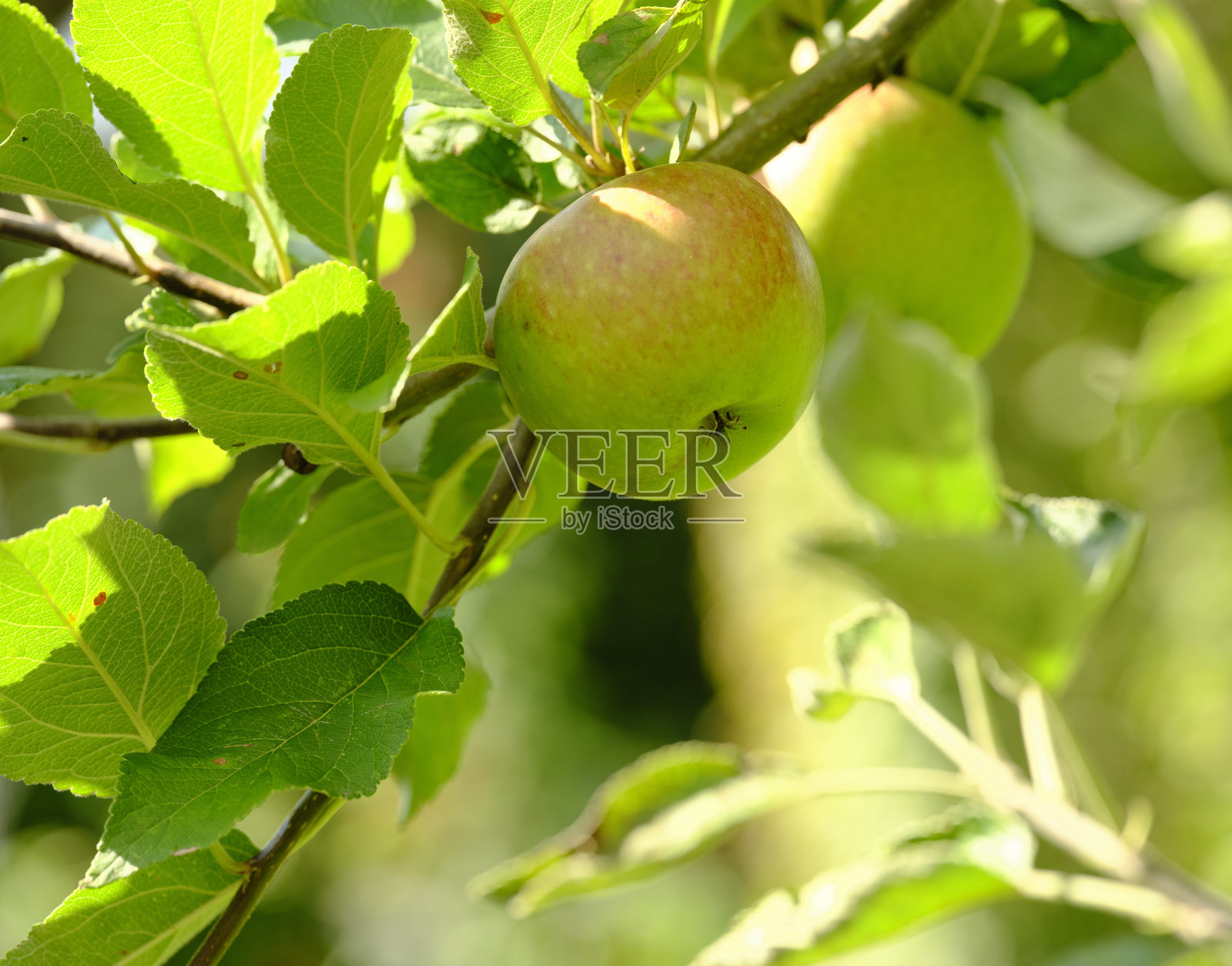 在阳光明媚的日子里,一颗红色的乐园苹果自然地挂在树枝上,健康可食用。每天一个苹果,医生远离我。照片摄影图片