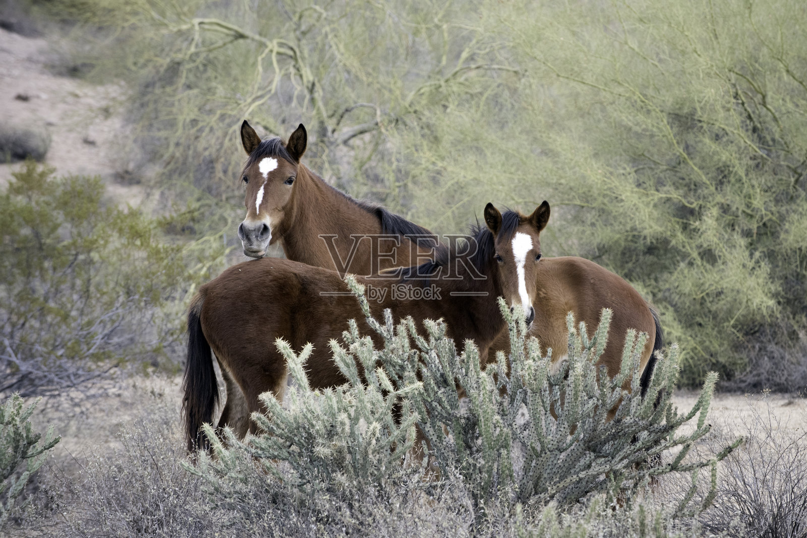 野马照片摄影图片
