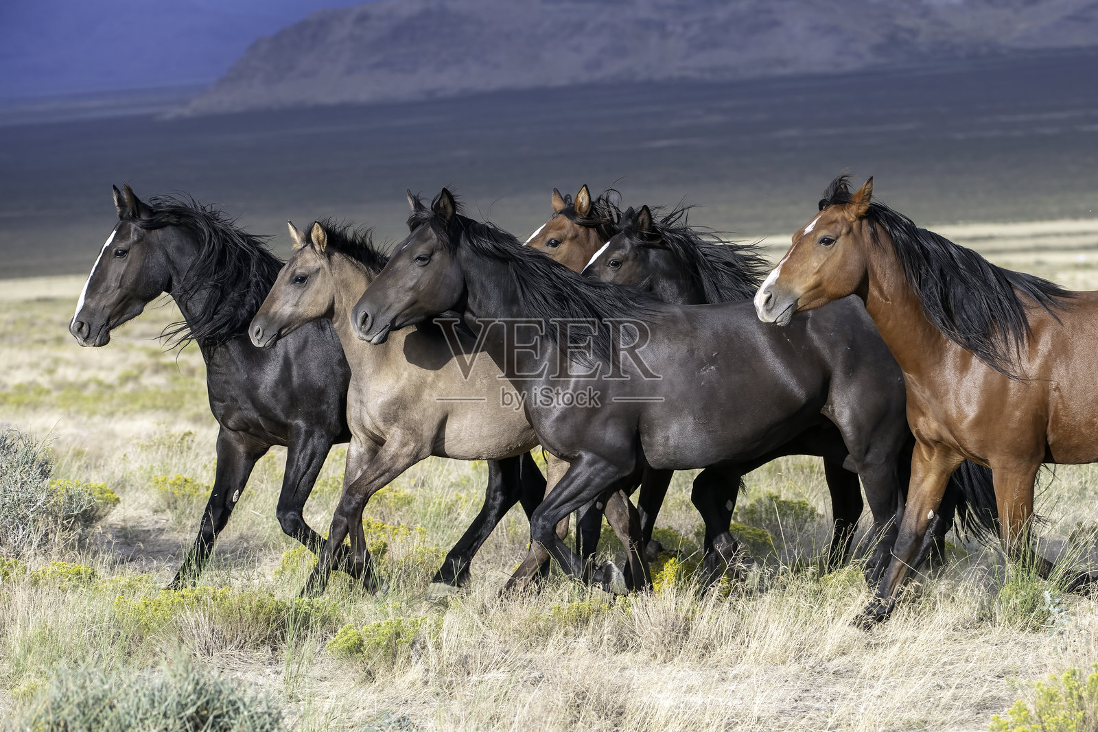野马照片摄影图片