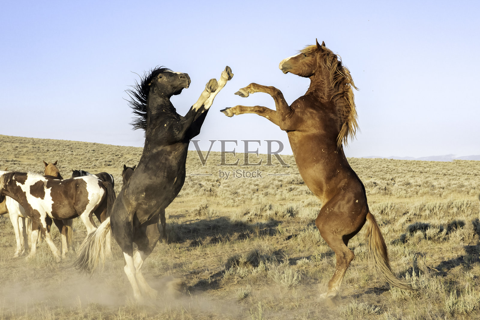 野马照片摄影图片