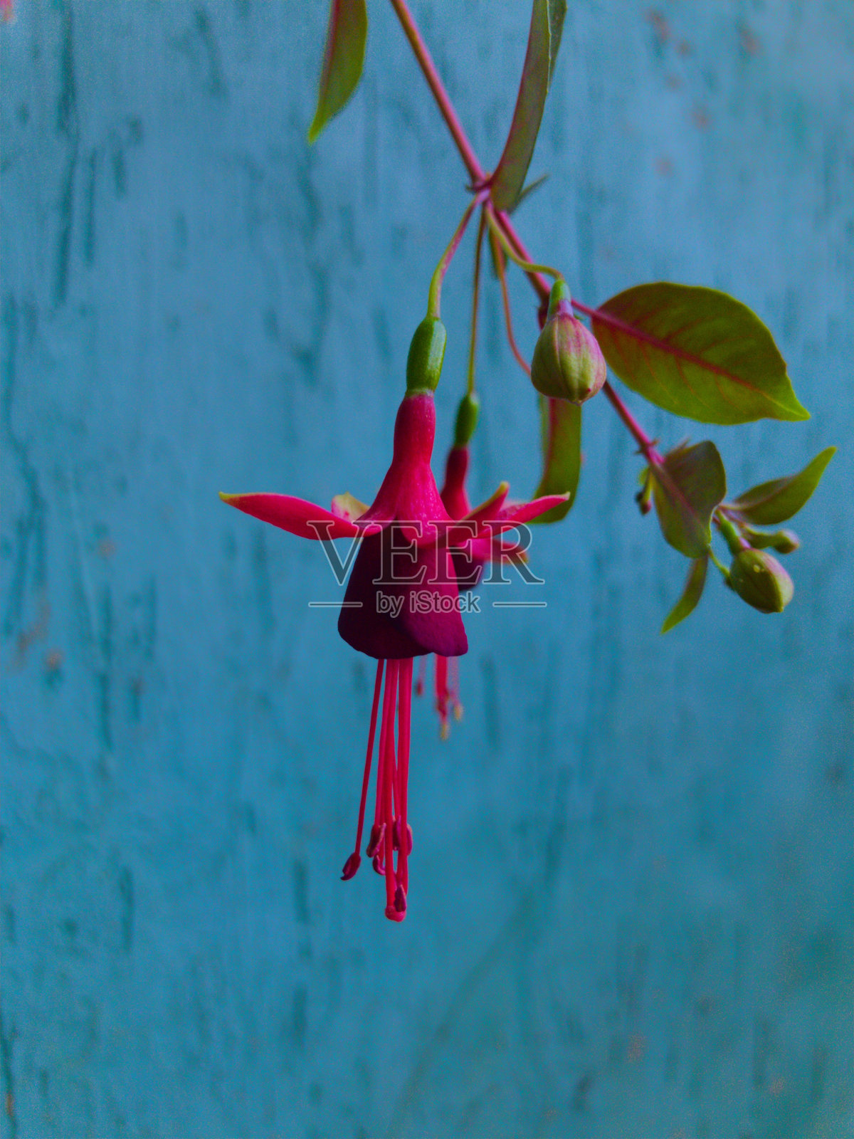 公主耳环照片摄影图片