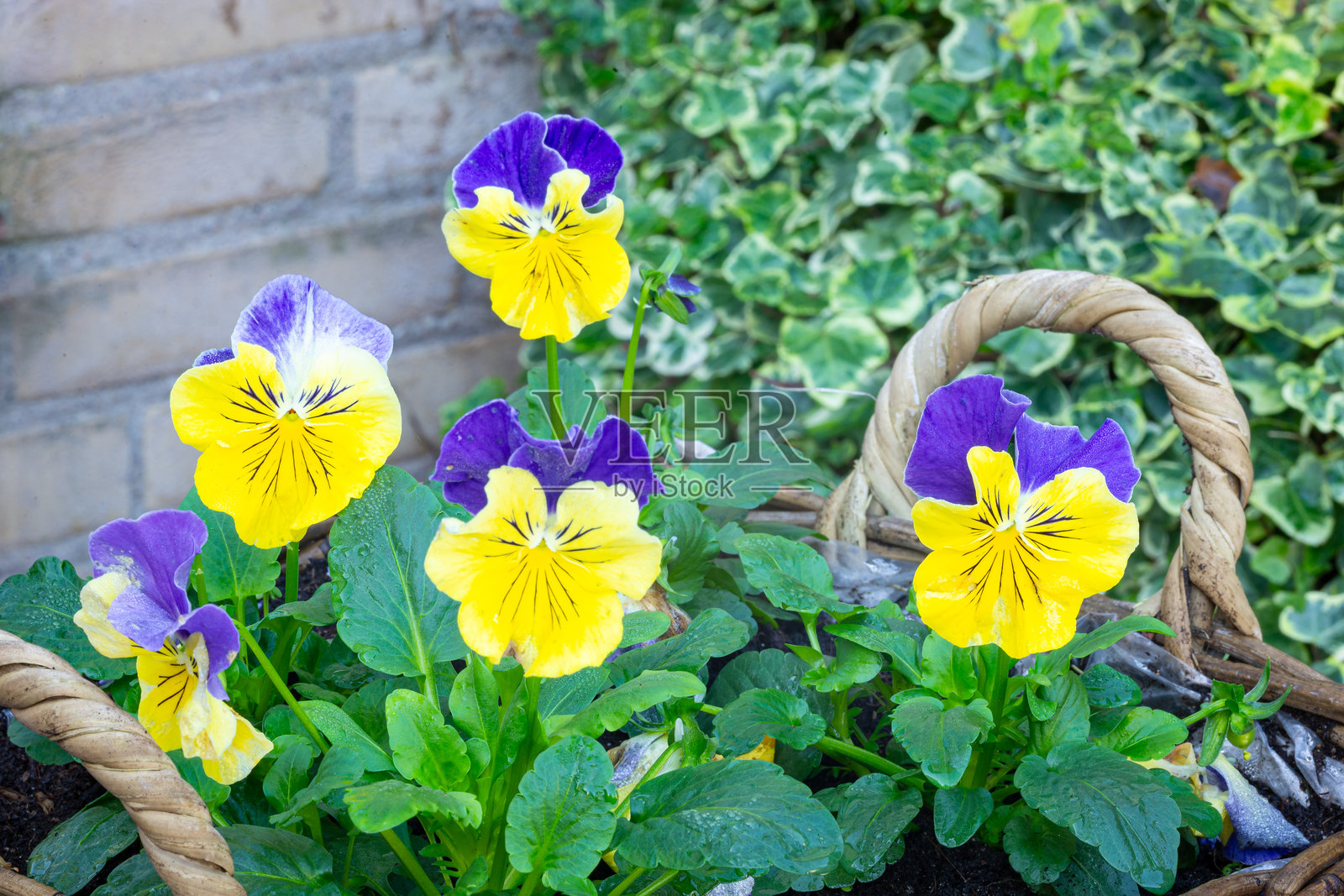 美丽的五彩黄蓝色三色堇照片摄影图片