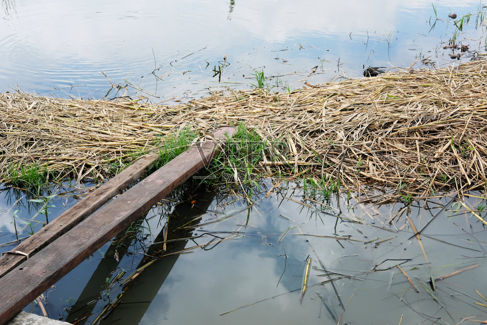 绿色公园的小径照片摄影图片