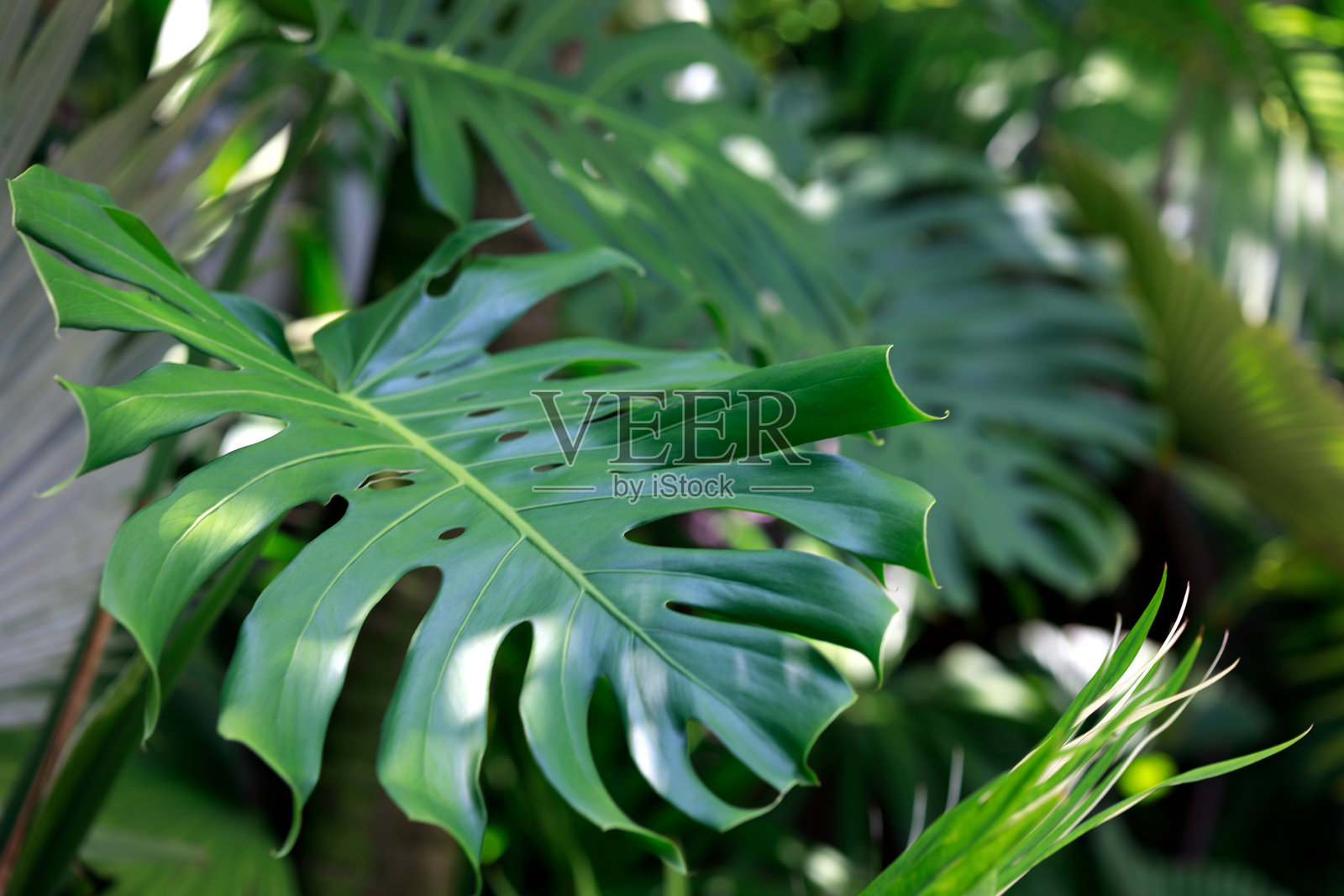 一种叫做瑞士奶酪植物的 monstera deliciosa 在花园环境中茁壮成长,独特的穿孔叶片沐浴在柔和的阳光下。照片摄影图片