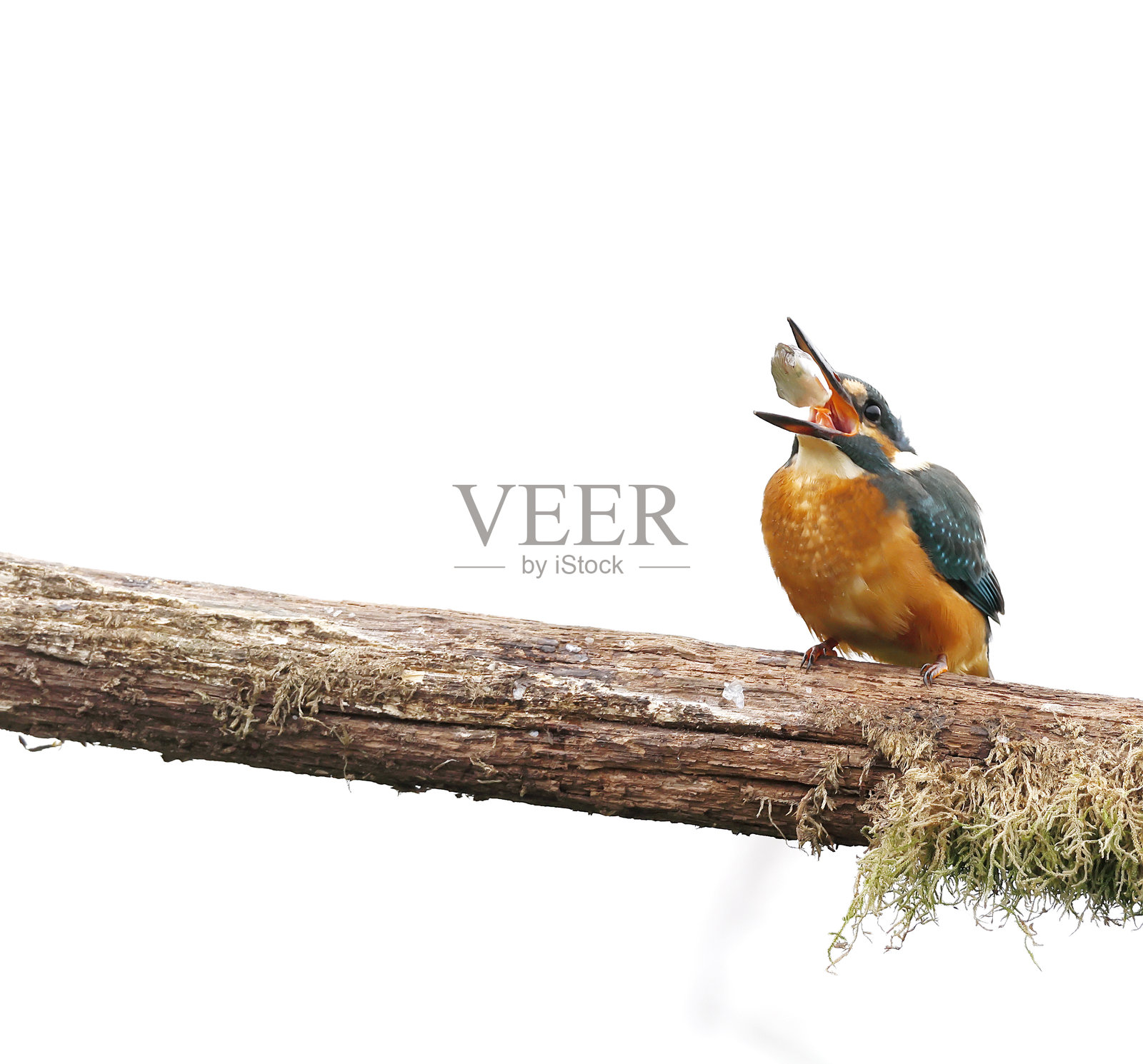 普通翠鸟(Alcedo atthis)在白色天空下吃鱼照片摄影图片