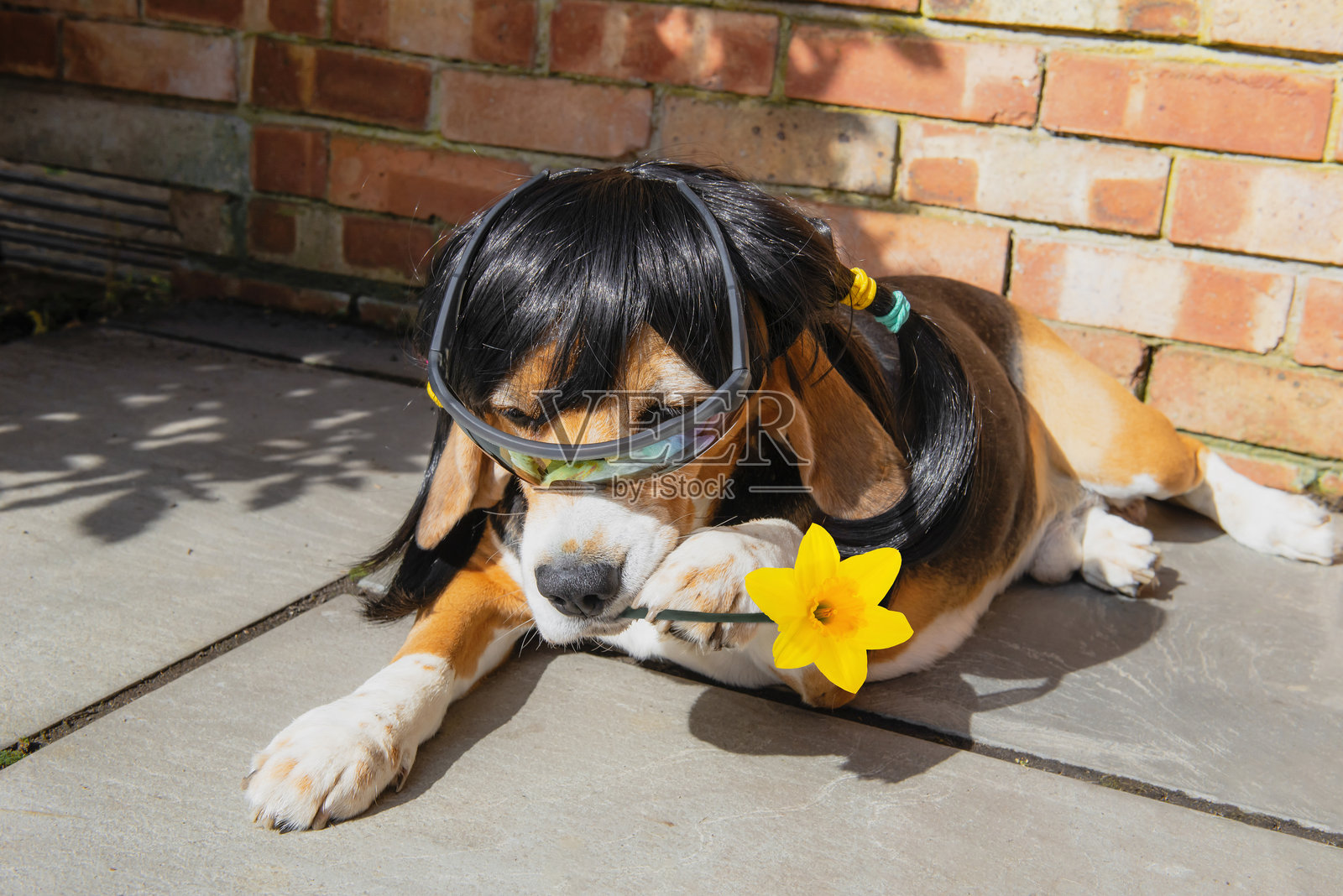 搞笑的比格犬戴着假发和太阳镜照片摄影图片