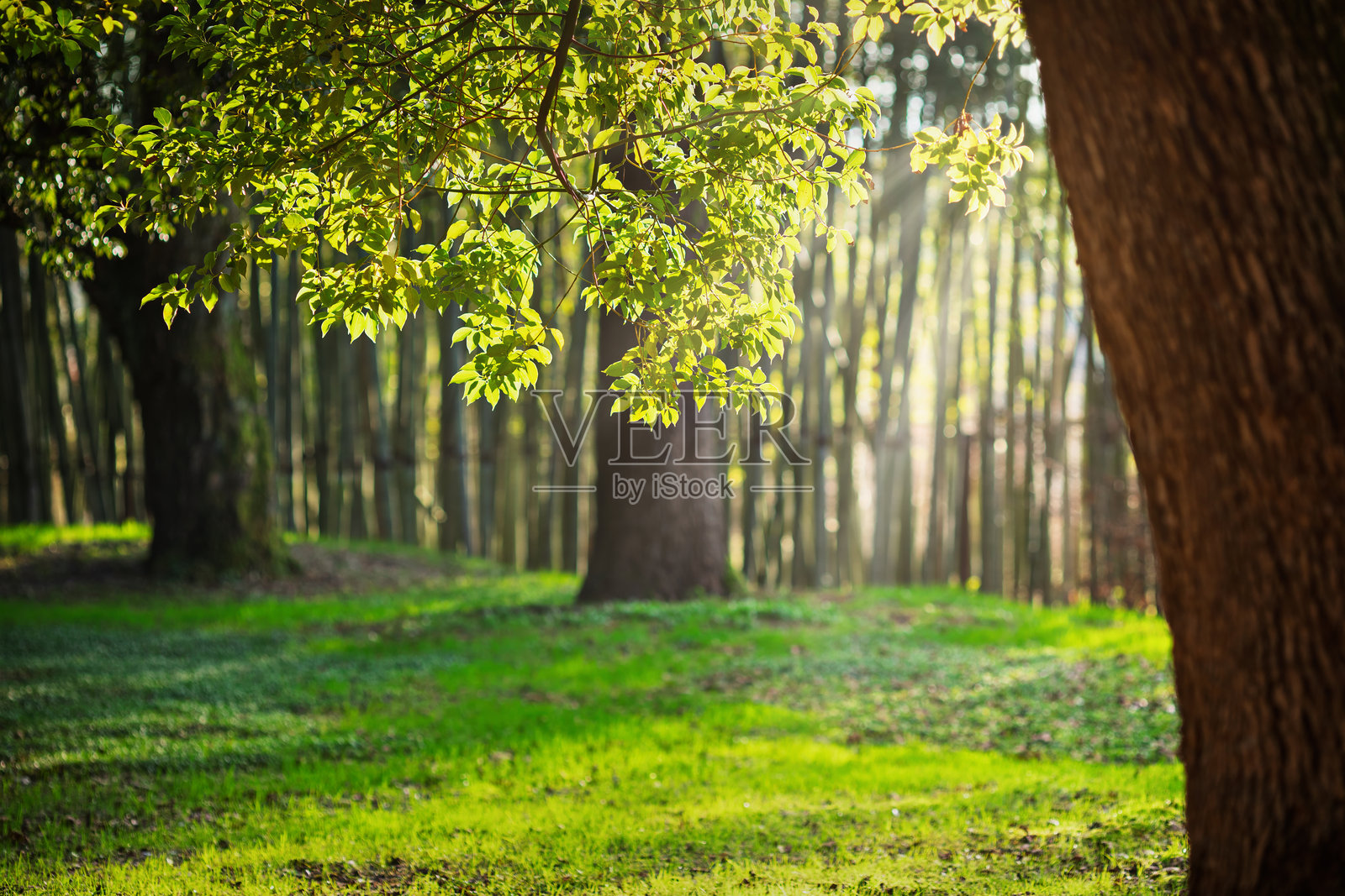 阳光明媚的宁静公园场景照片摄影图片