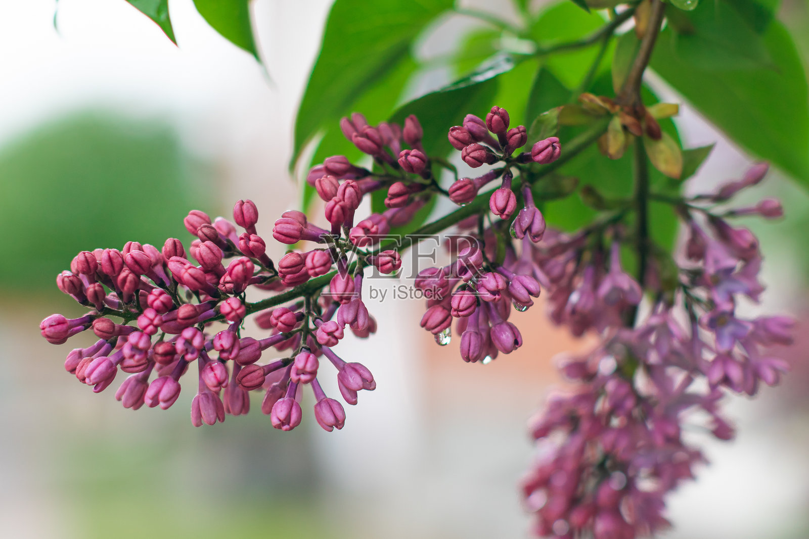 春天白丁香枝上的露珠 - 特写照片摄影图片