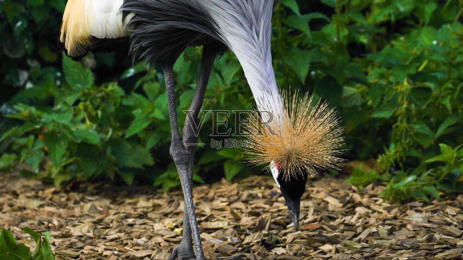 灰冠鹤雏鸟在威尔士彭布罗克郡的福利农场动物园孵化了照片摄影图片