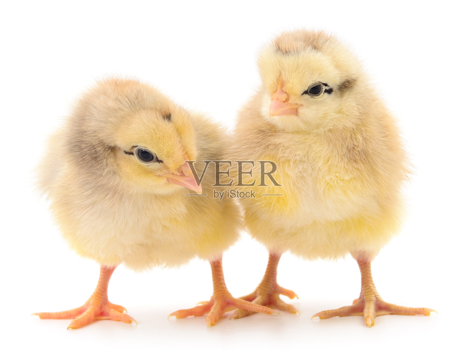 两只黄色的小鸡。照片摄影图片