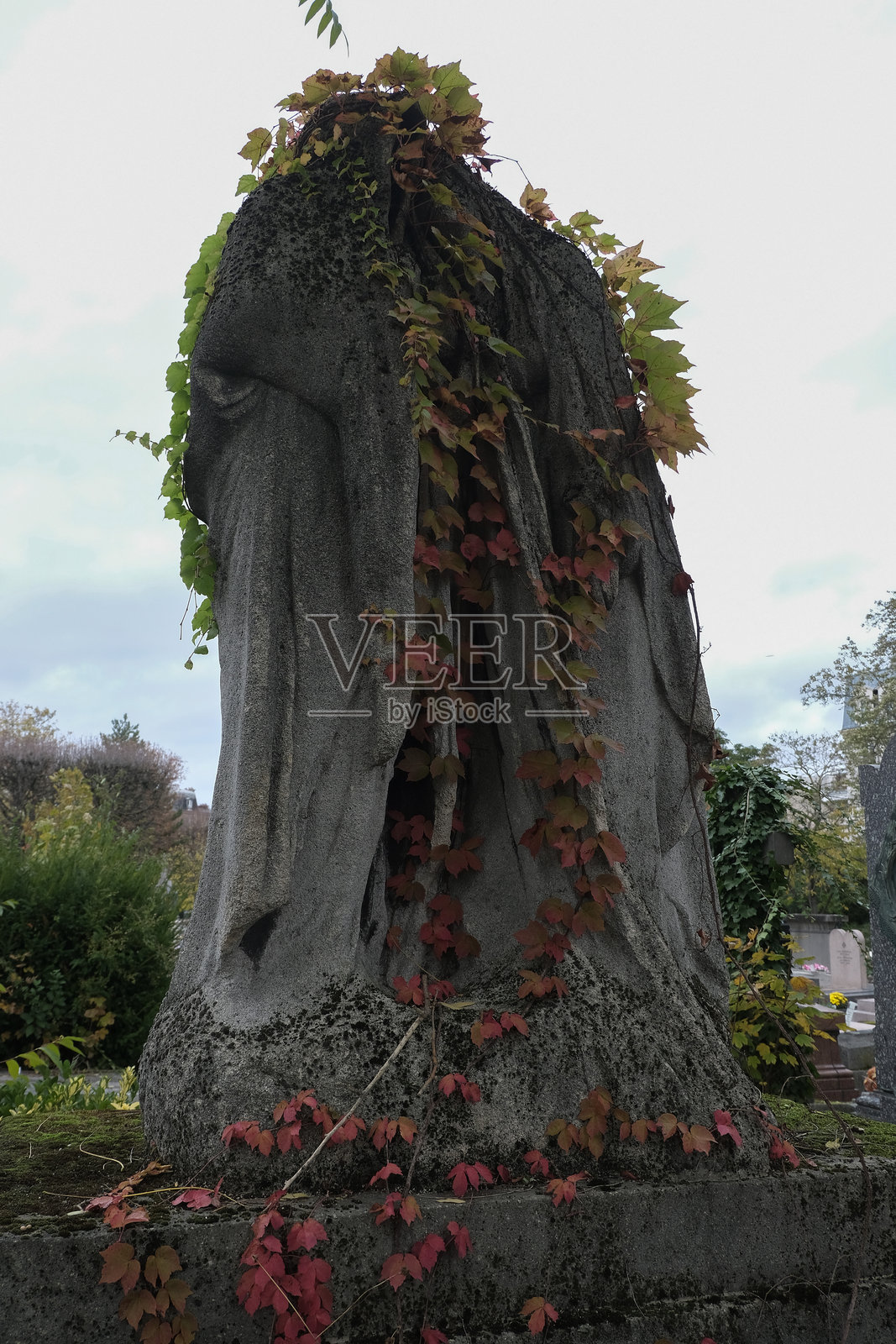 攀缘植物照片摄影图片