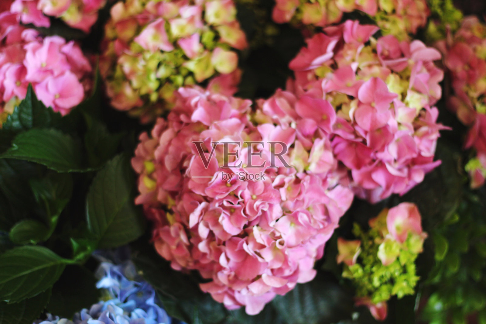 户外盛开的粉色花朵特写照片摄影图片