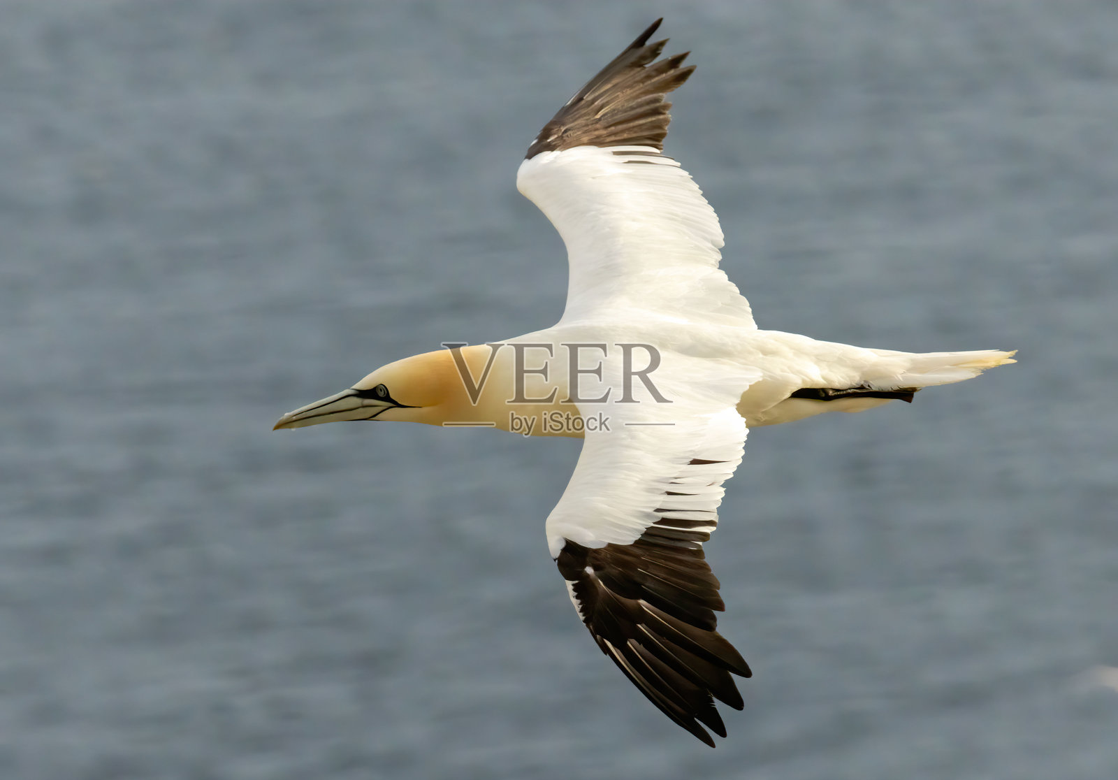 英国贝姆普顿悬崖的北方鸬鹚在繁殖岩石上。照片摄影图片