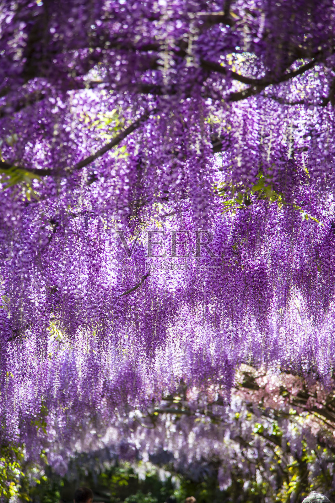 紫色开花植物的特写镜头照片摄影图片