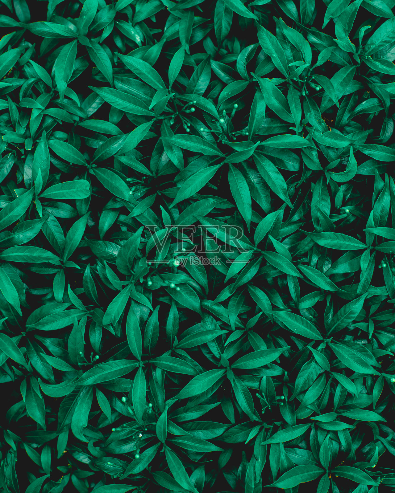 绿色叶子背景的特写自然景观照片摄影图片