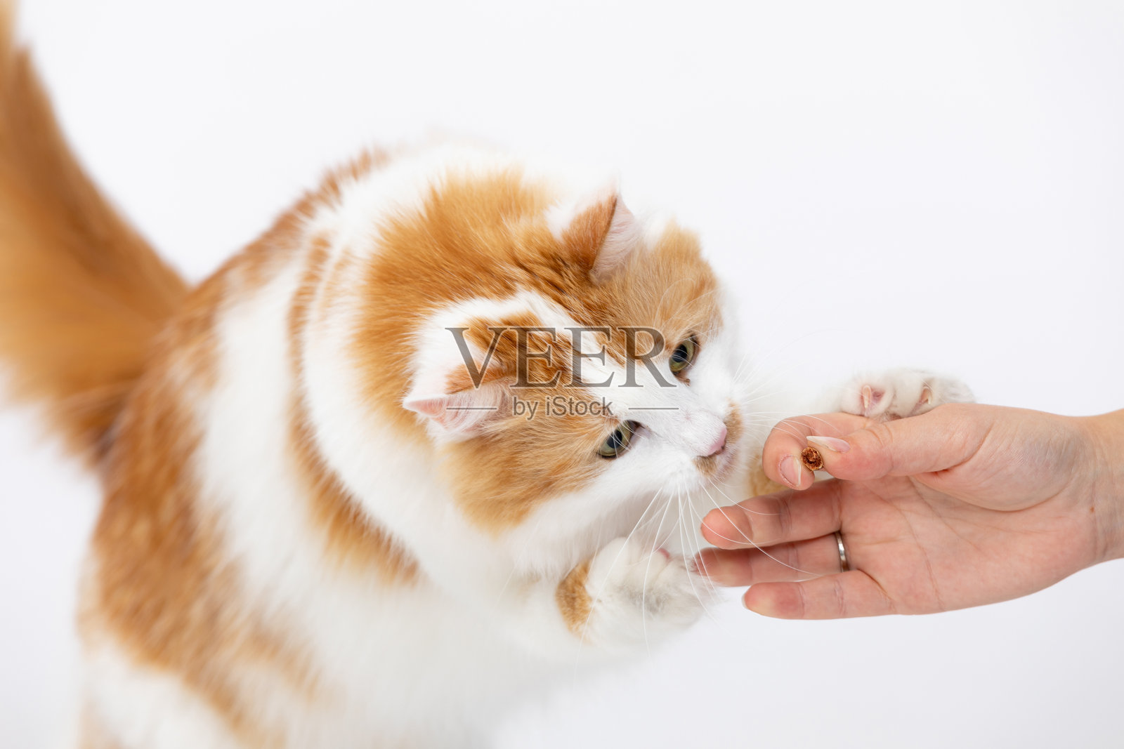 一只可爱的猫咪伸手去抓人类手中小心翼翼提供的零食照片摄影图片